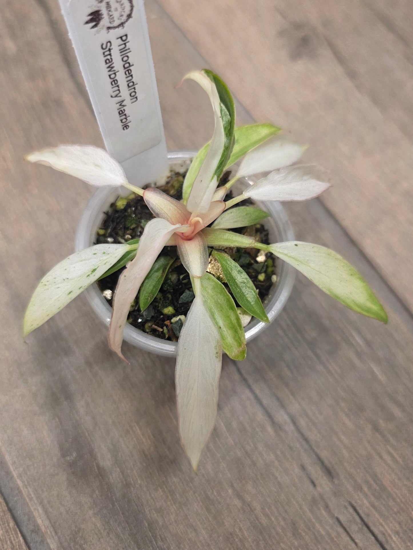 Philodendron Strawberry Marble