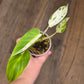 Philodendron Emerald Ice