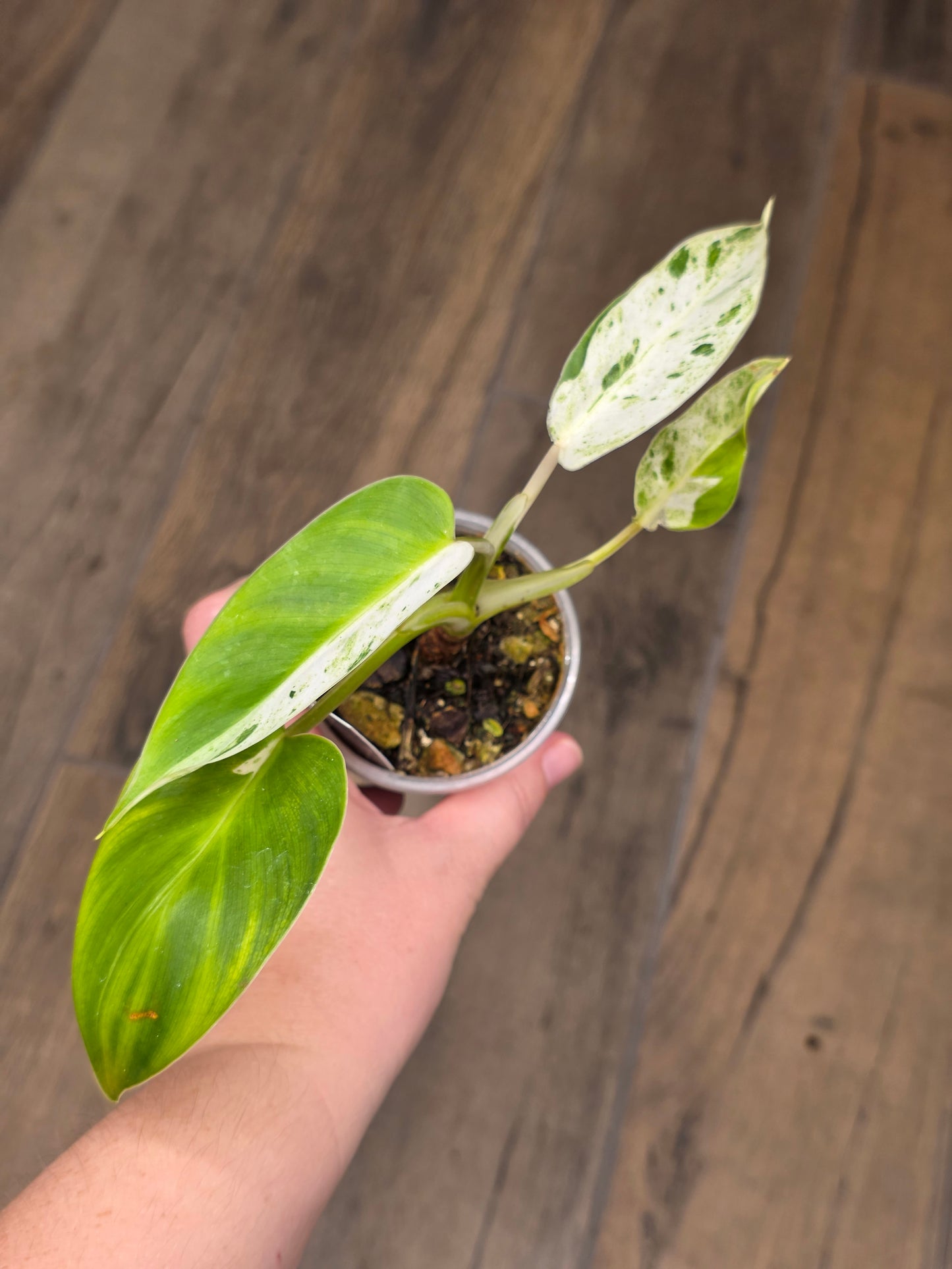 Philodendron Emerald Ice