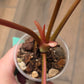 Philodendron Dark Lord Albo/Pink