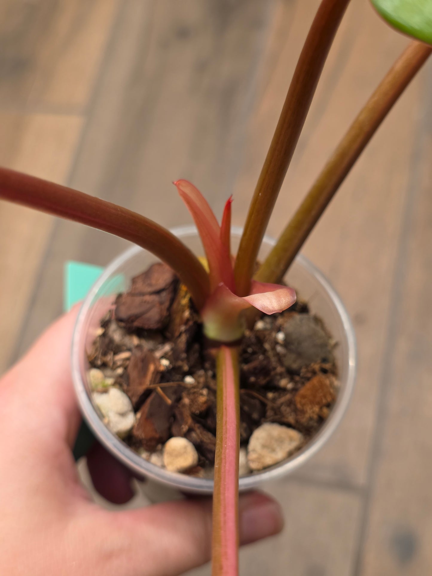 Philodendron Dark Lord Albo/Pink