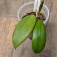 Hoya Bhutanica