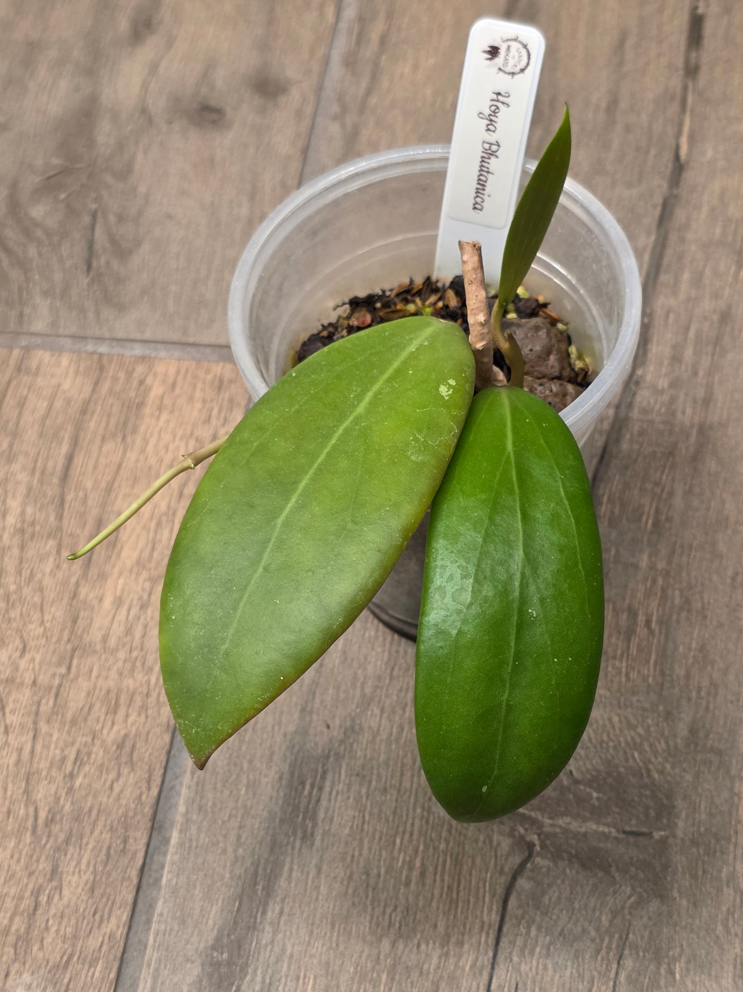 Hoya Bhutanica