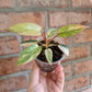 Philodendron Atabapoense Pink Marble