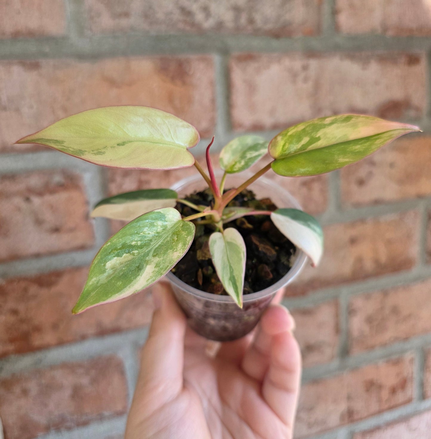 Philodendron Atabapoense Pink Marble