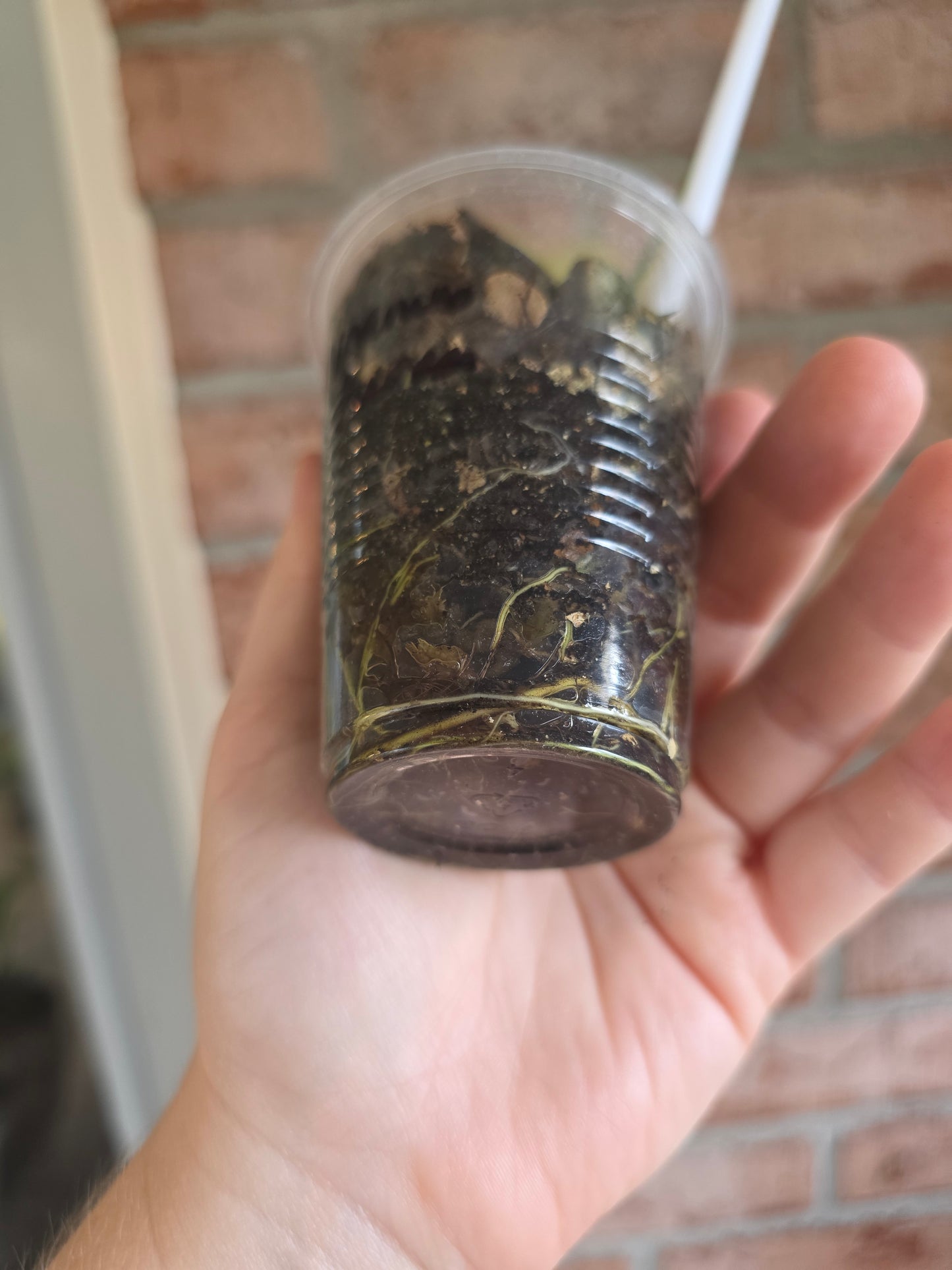 Philodendron Golden Dragon Aurea 🦄