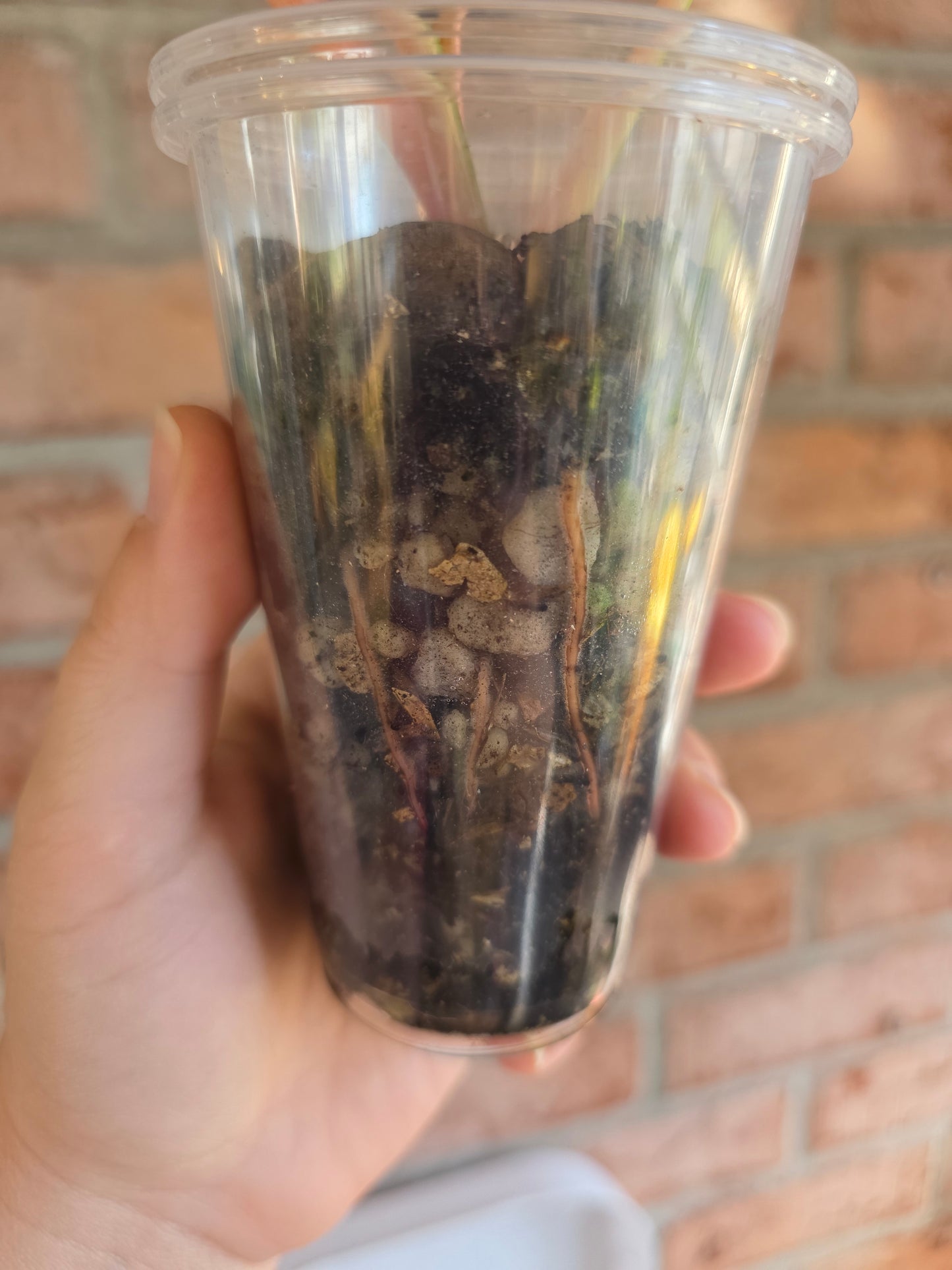 Philodendron Dark Lord PHP Variegated 🦄