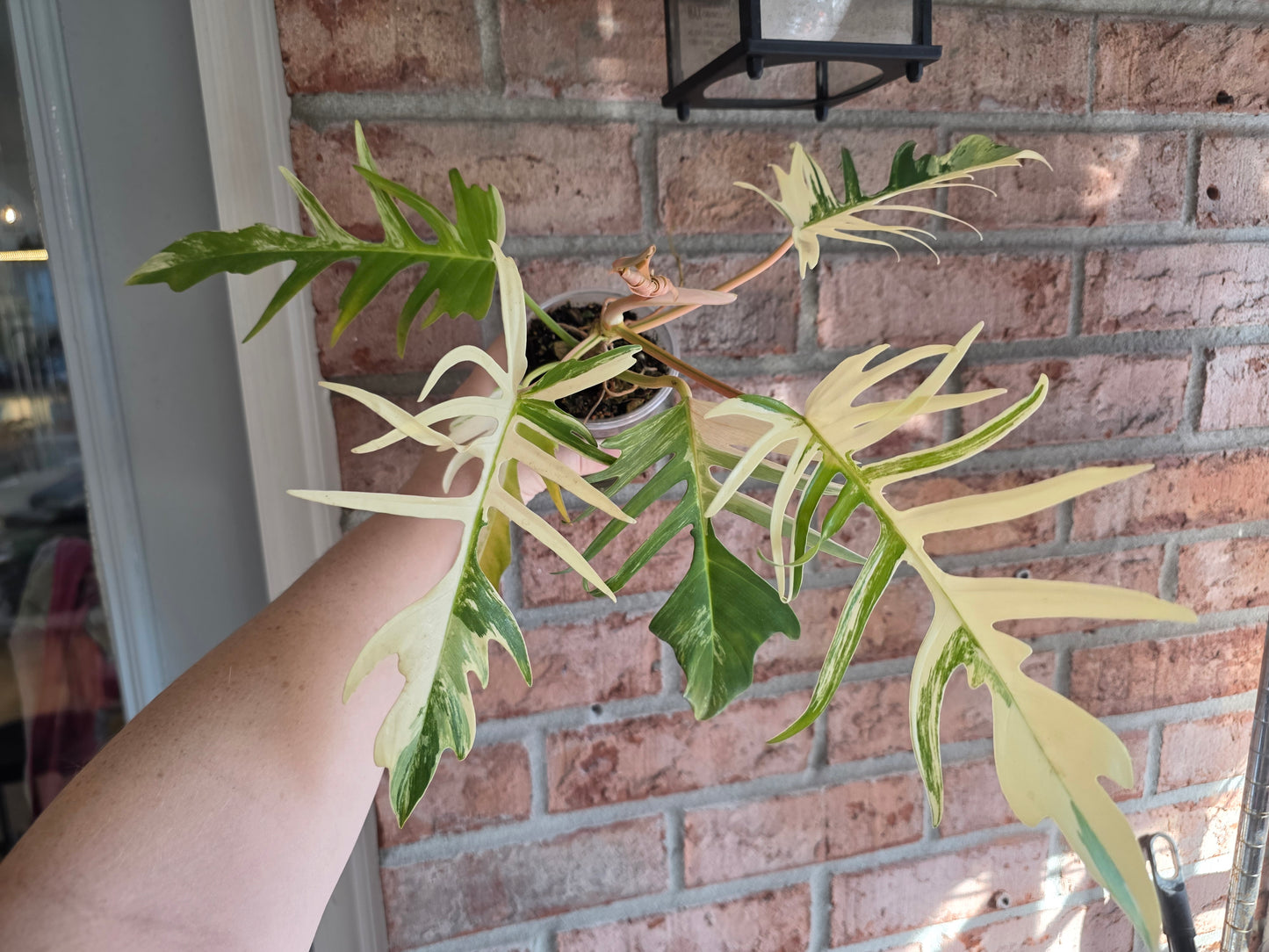 Philodendron Tortum X FL Beauty