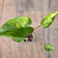 Alocasia Shock Treatment Variegated