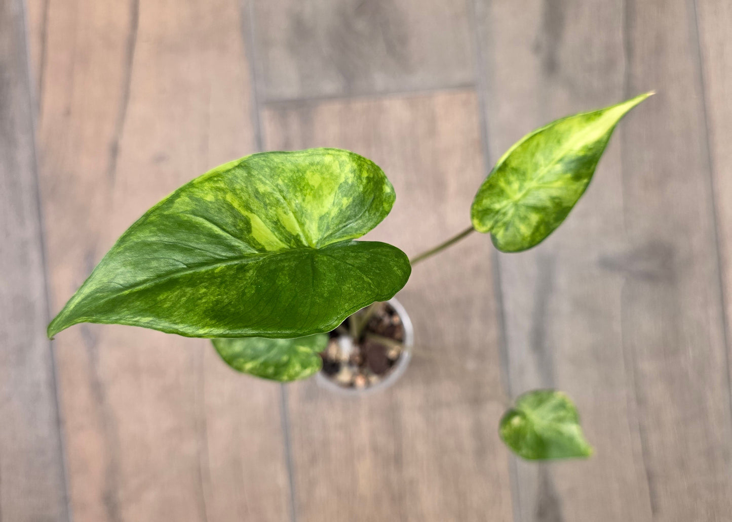 Alocasia Shock Treatment Variegated