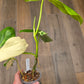 Philodendron Paraiso Verde X FL Beauty 'Aquarius'