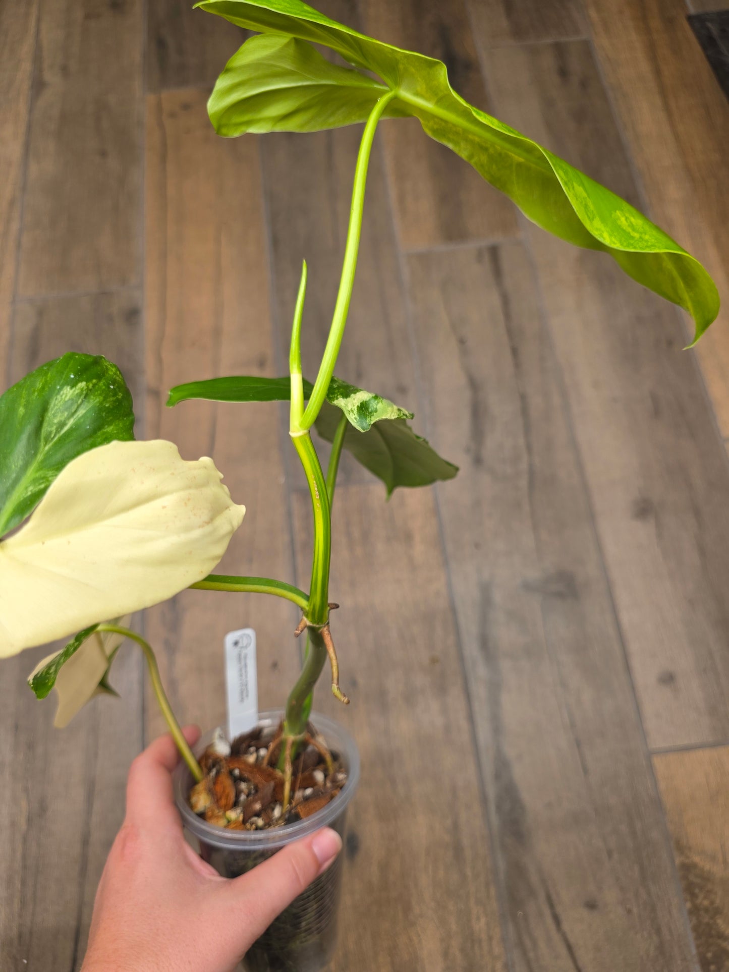 Philodendron Paraiso Verde X FL Beauty 'Aquarius'