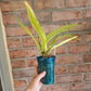 Anthurium Scorpiones Mint