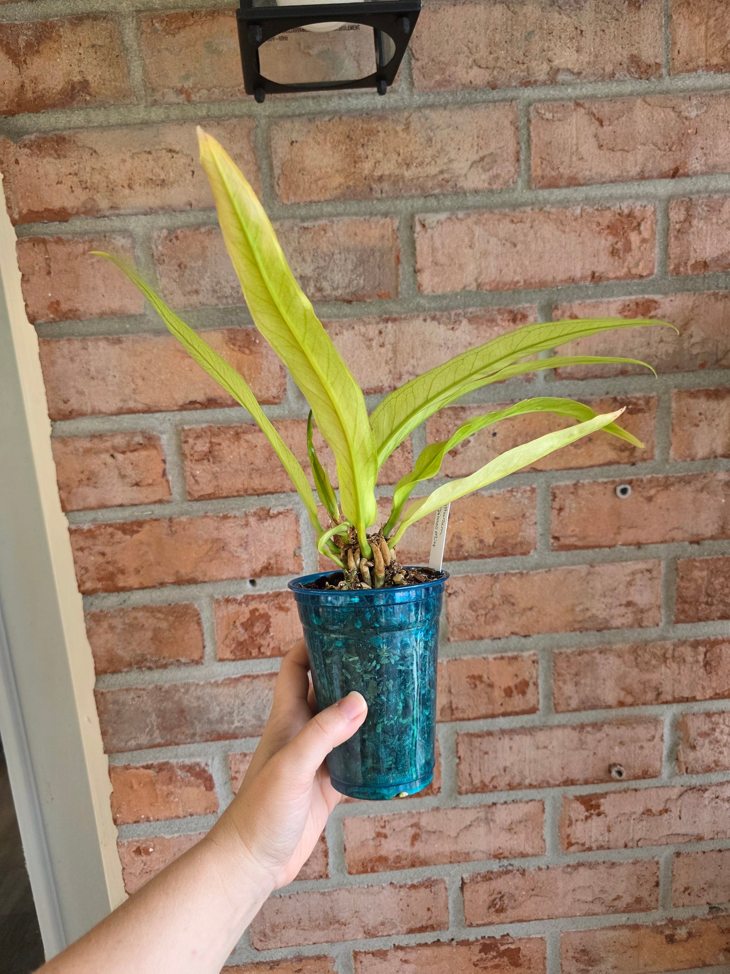 Anthurium Scorpiones Mint