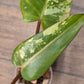 Philodendron Dark Lord Albo/Pink