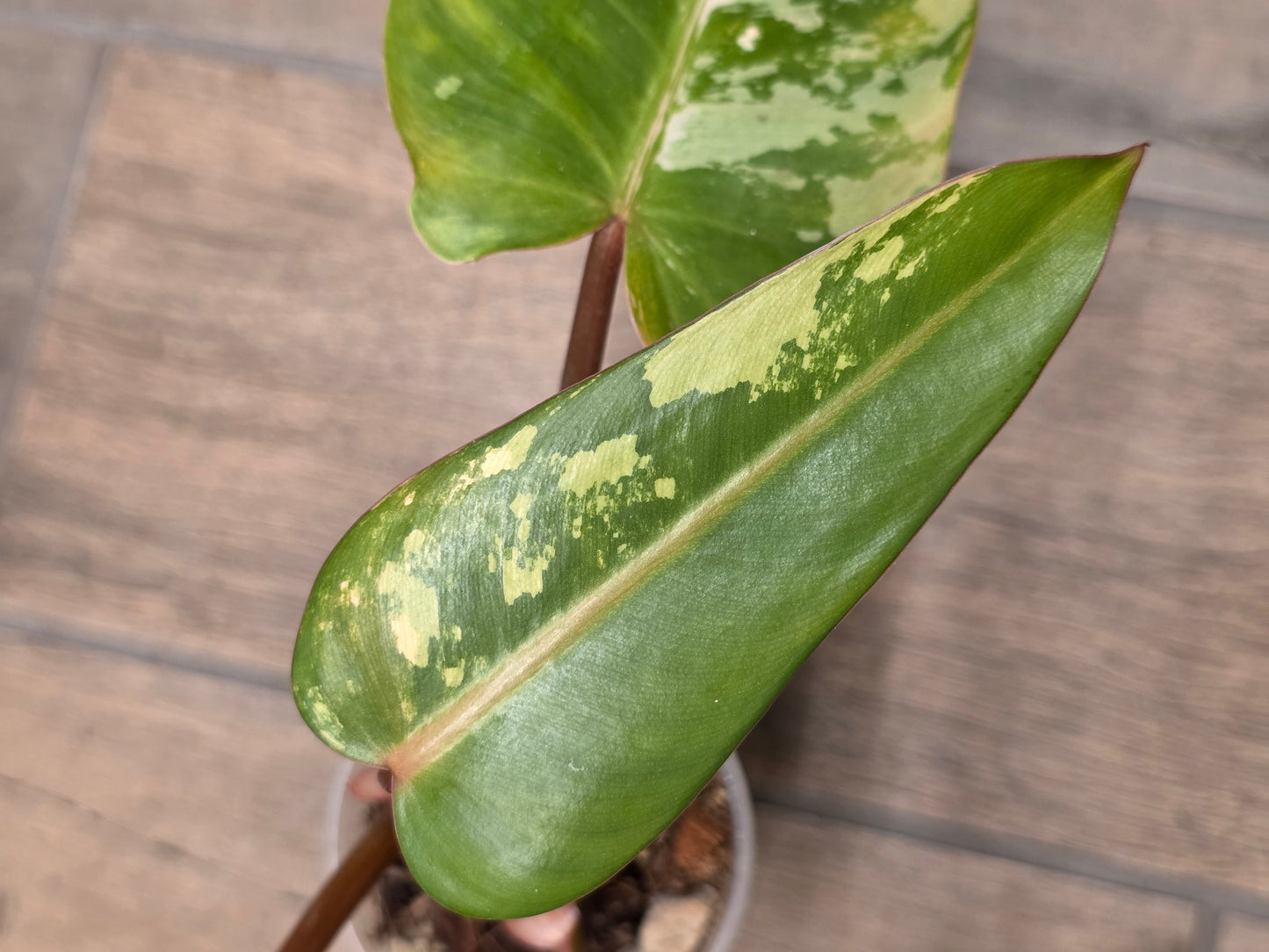 Philodendron Dark Lord Albo/Pink