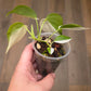 Philodendron Hederaceum Albo Variegated