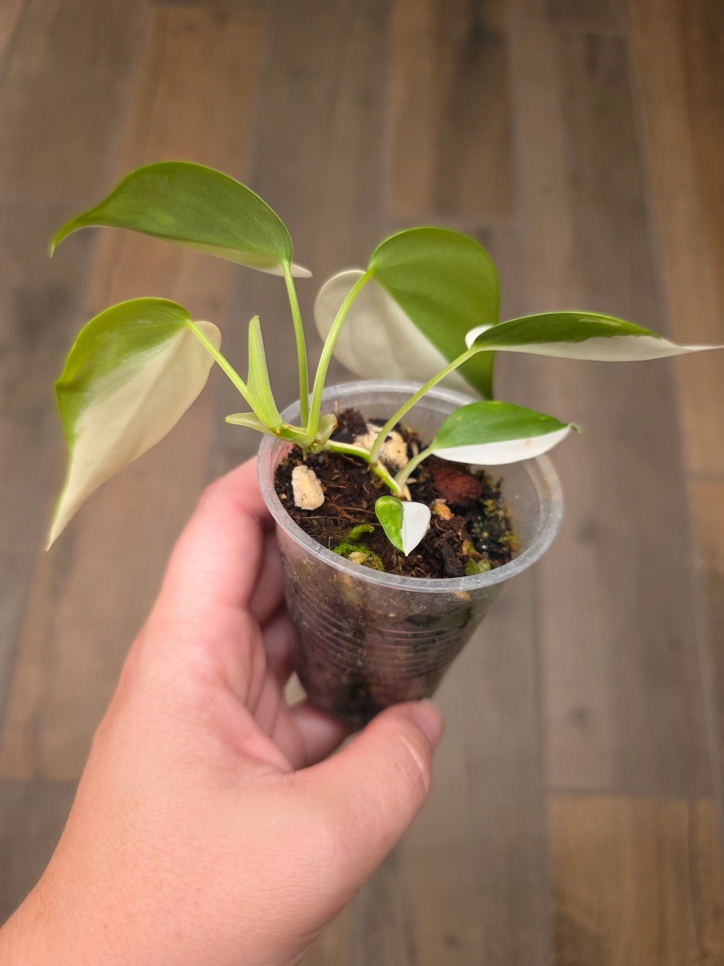 Philodendron Hederaceum Albo Variegated