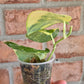 Scindapsus Argryaeus Sentarum