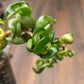 Hoya Compacta Inner Variegated 'Mauna Loa'