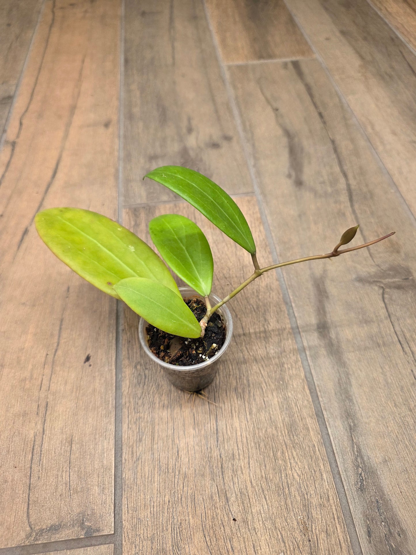Hoya Bhutanica