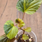 Begonia Cucullata Aurea Variegated