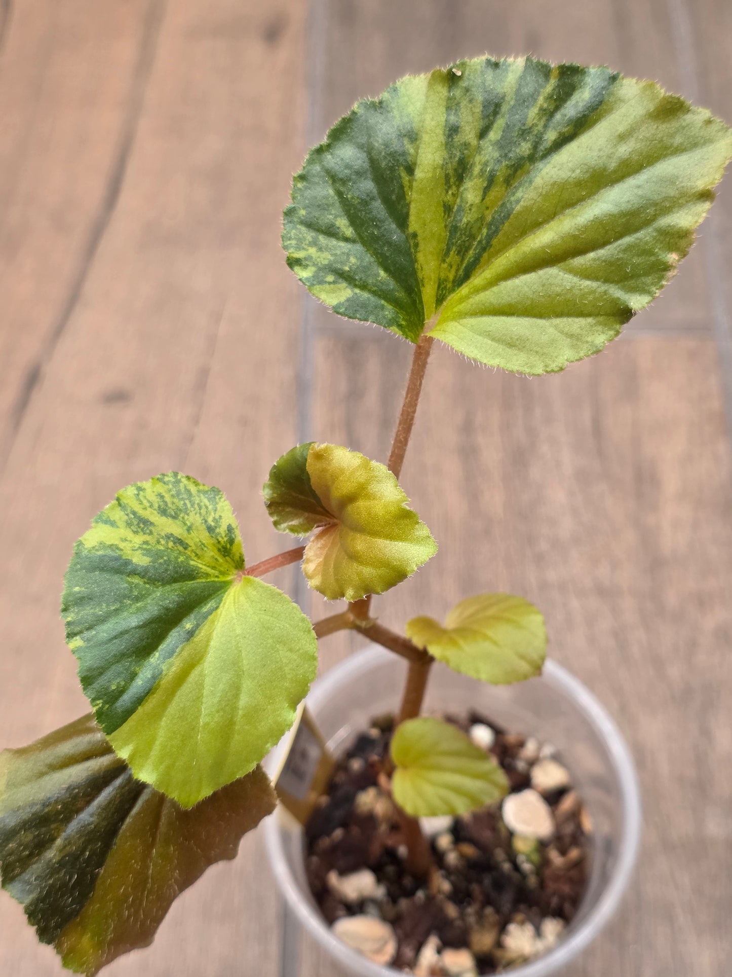 Begonia Cucullata Aurea Variegated