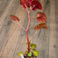 Begonia Cucullata Pink Variegated