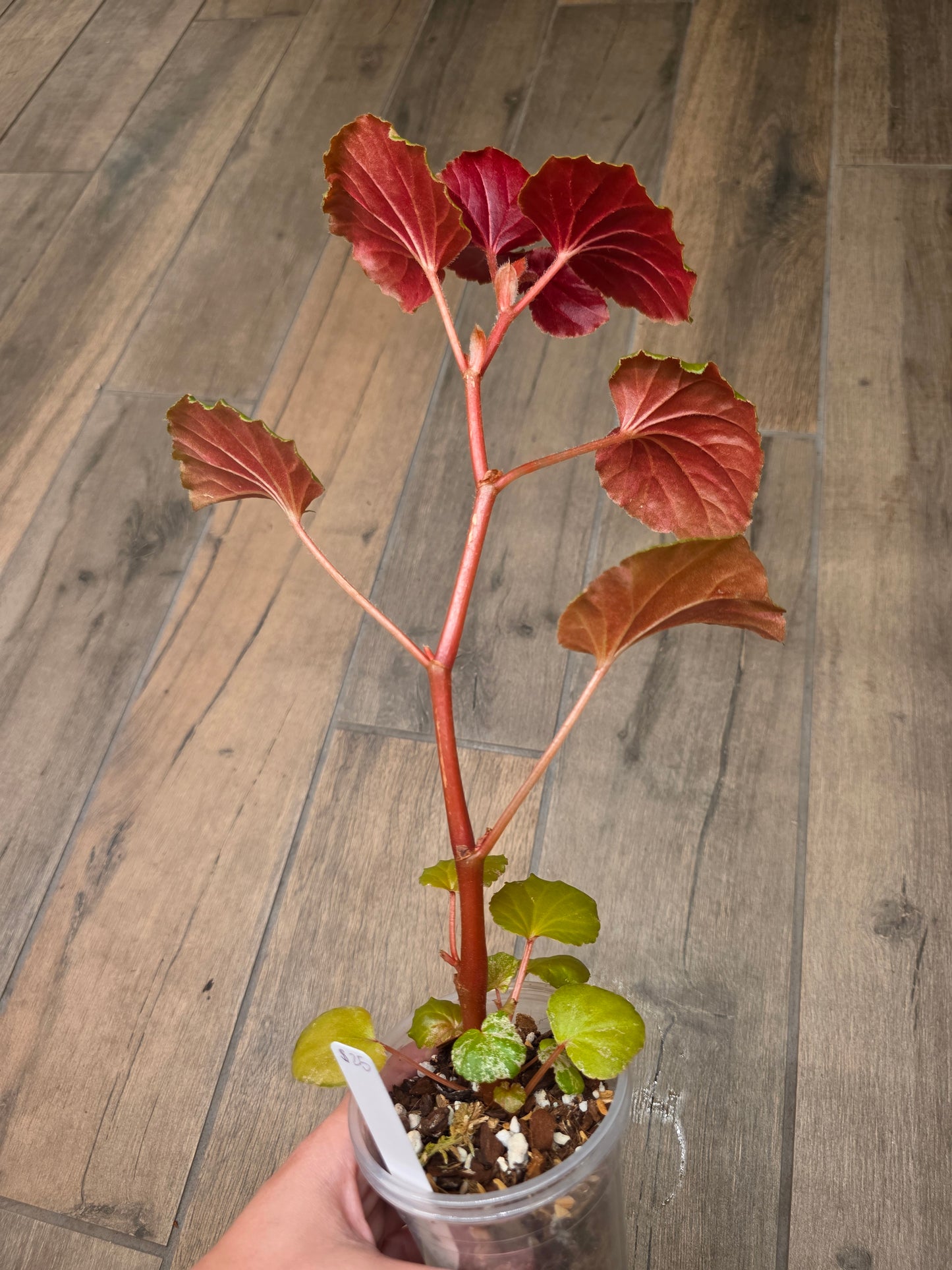 Begonia Cucullata Pink Variegated