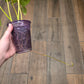 Philodendron Minnarum Aurea Variegated