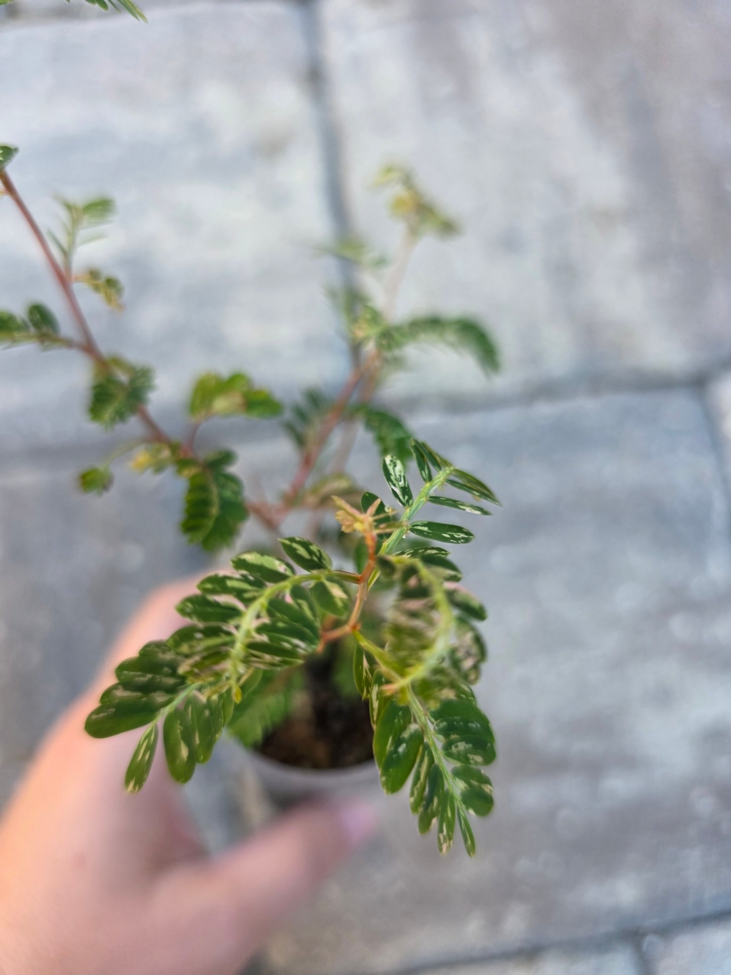 Phyllanthus Urinaria Variegated