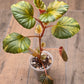 Begonia Cucullata Aurea Variegated