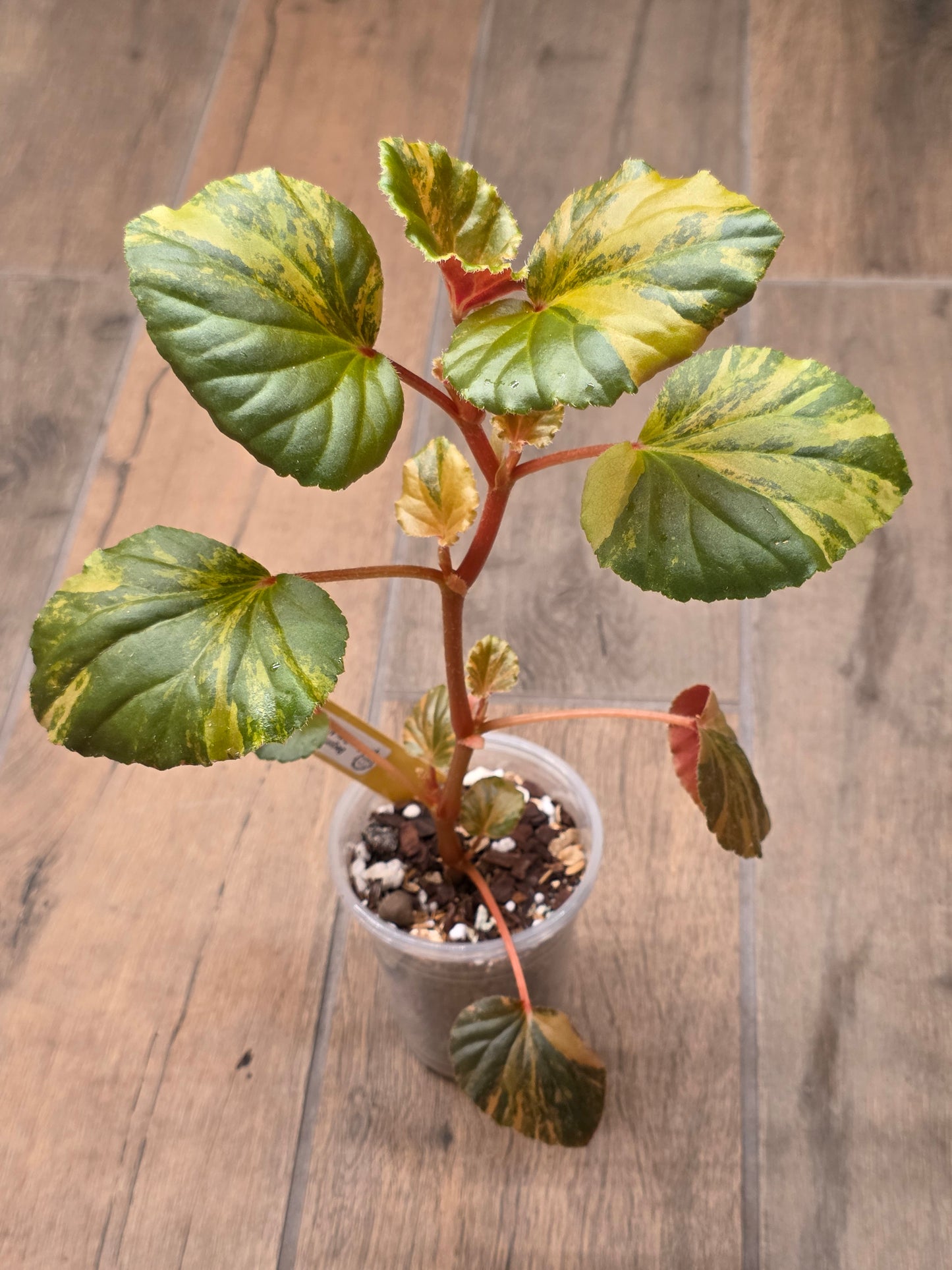 Begonia Cucullata Aurea Variegated