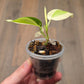 Philodendron Gabby