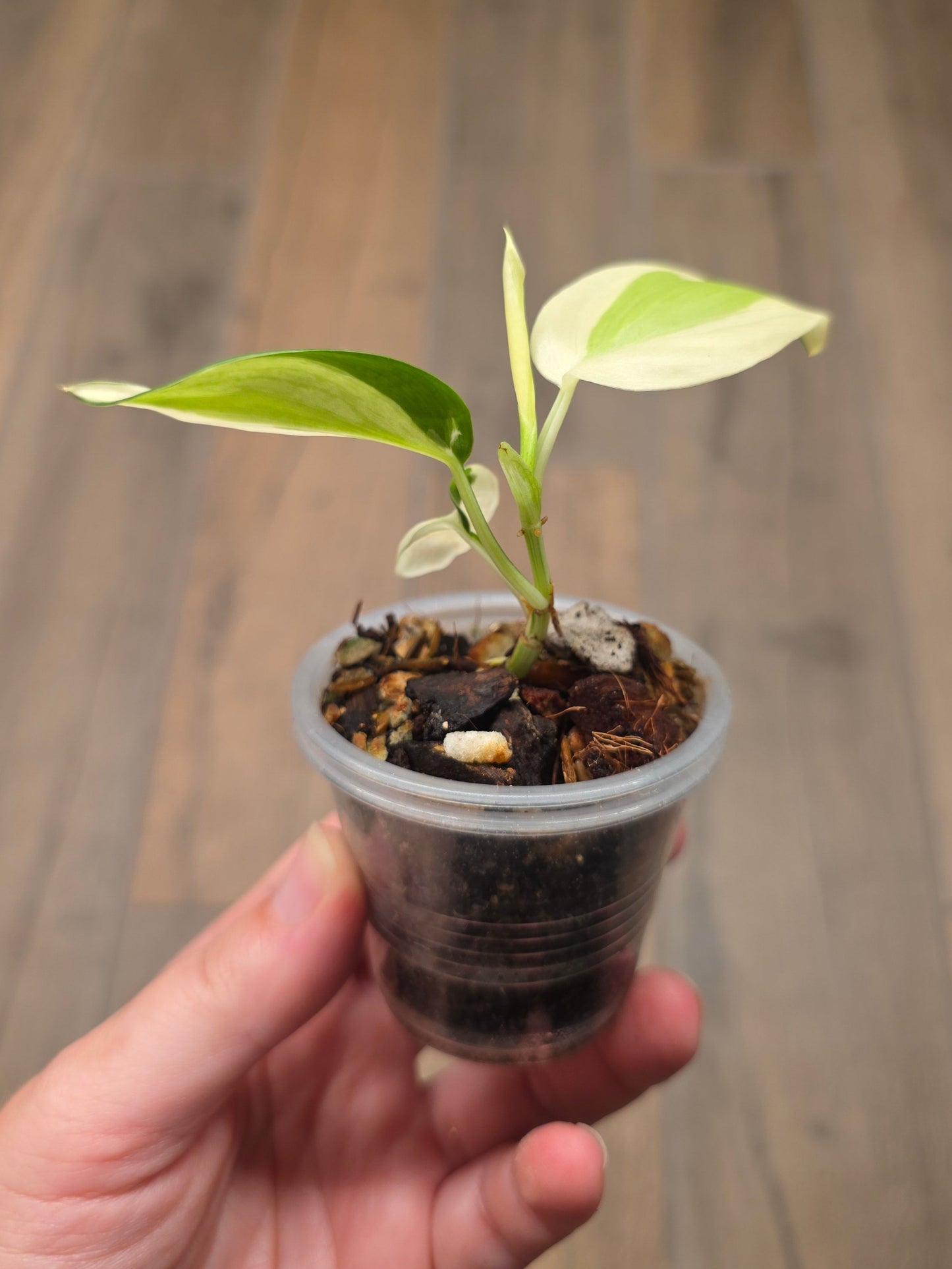 Philodendron Gabby