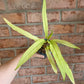 Anthurium Scorpiones Mint