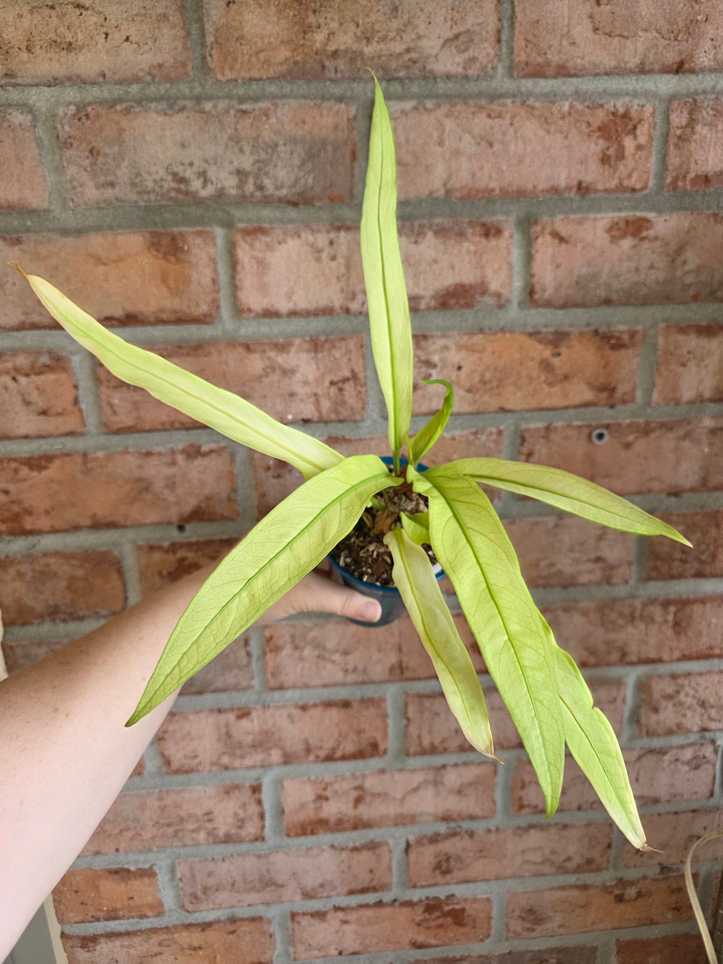 Anthurium Scorpiones Mint