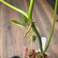 Philodendron Paraiso Verde X FL Beauty 'Aquarius'