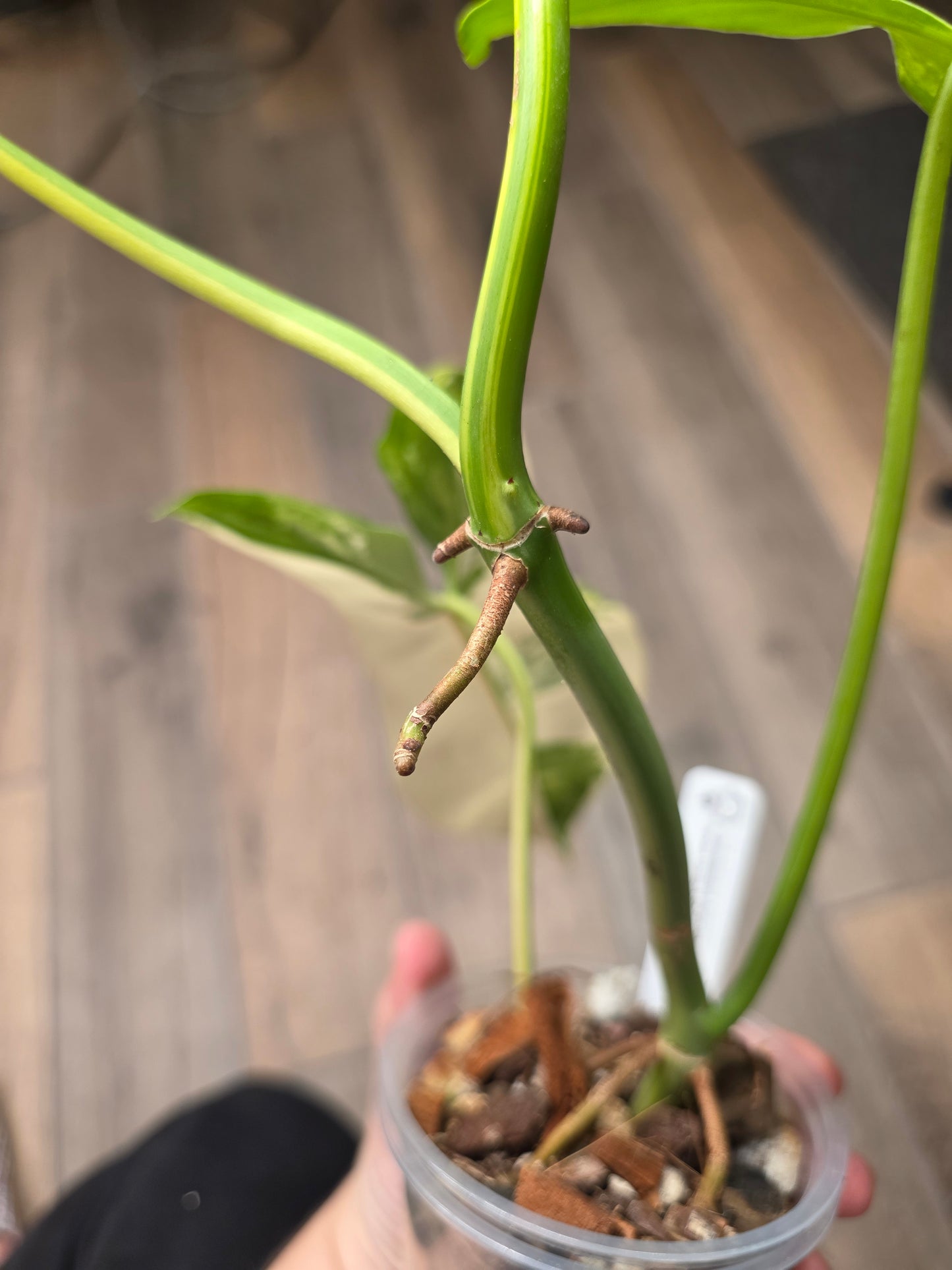 Philodendron Paraiso Verde X FL Beauty 'Aquarius'