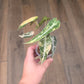 Alocasia Bambino Aurea Variegata