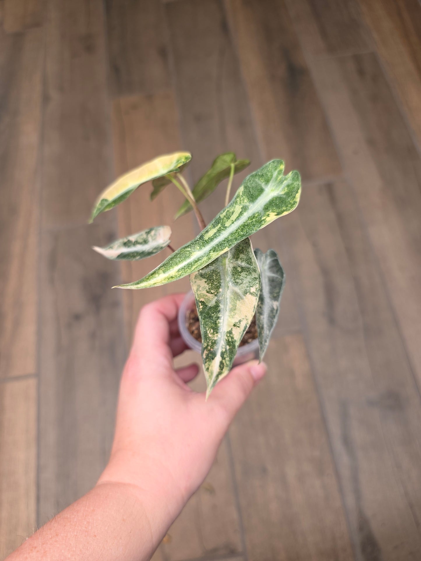 Alocasia Bambino Aurea Variegata