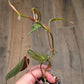Philodendron Micans Halo