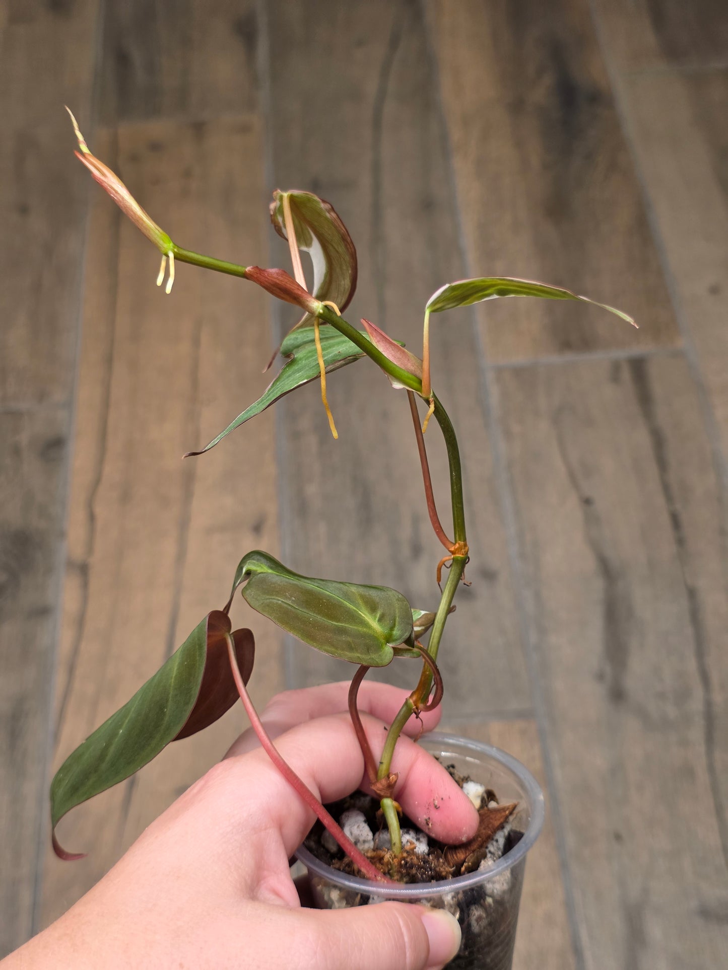Philodendron Micans Halo