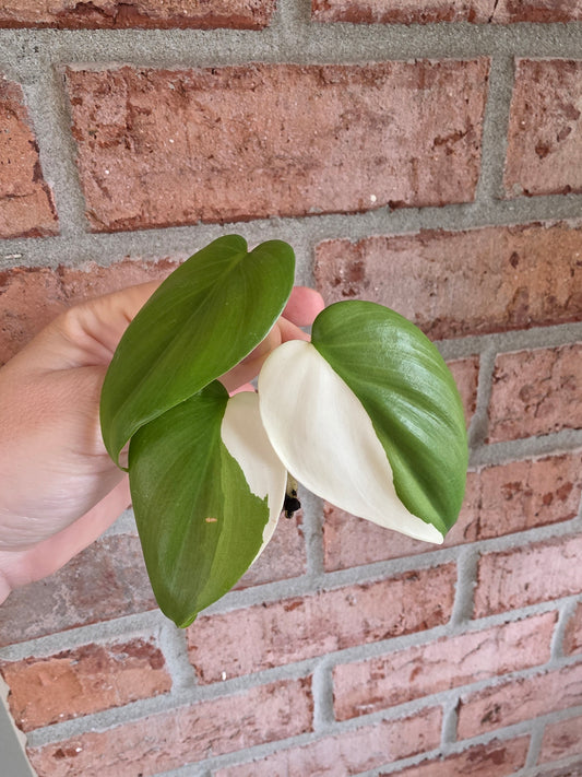 Philodendron Hederaceum Albo Variegata