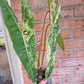 Philodendron Billietiae Variegated
