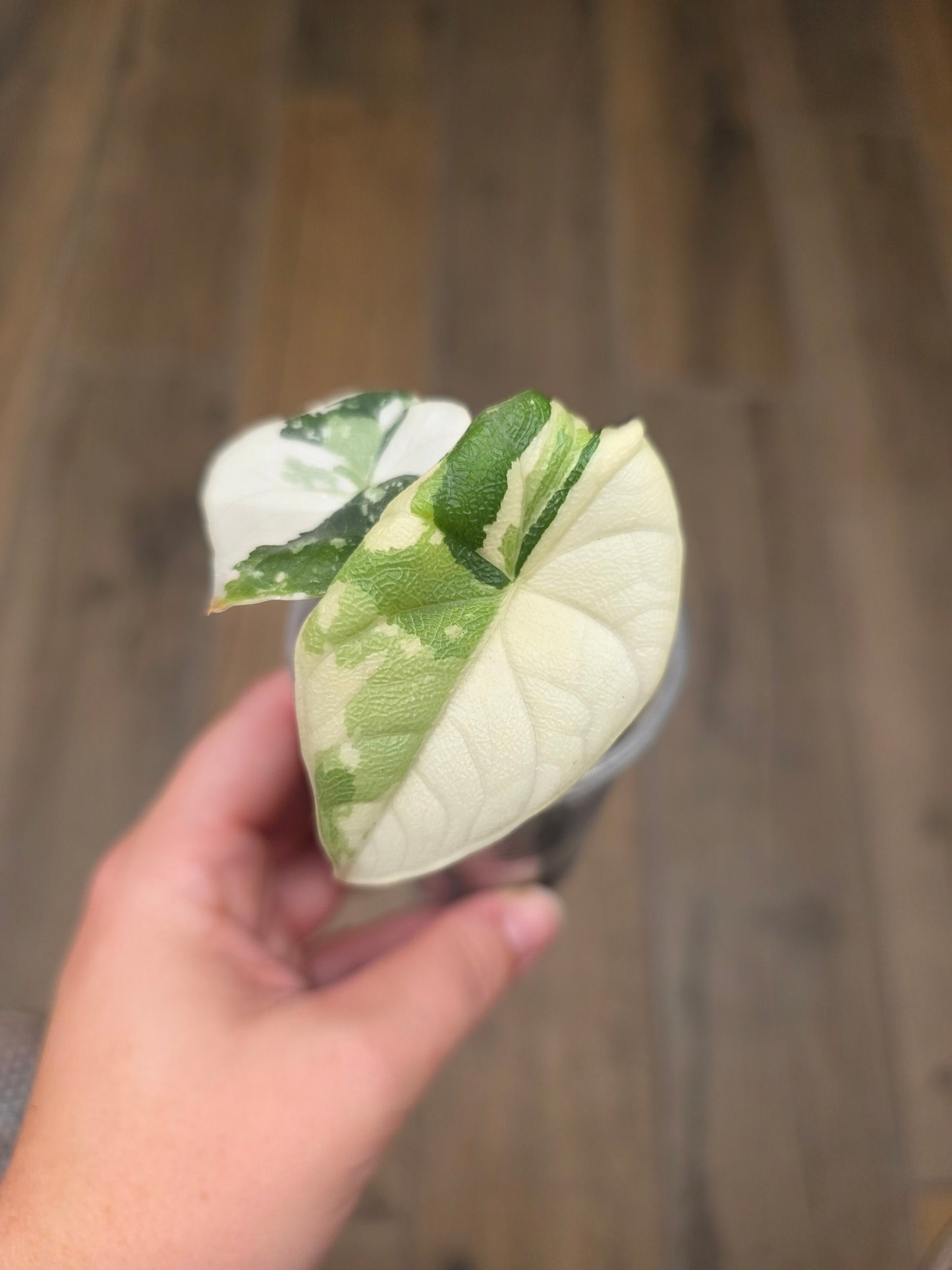 Alocasia Melo Albo