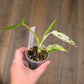 Philodendron Emerald Ice