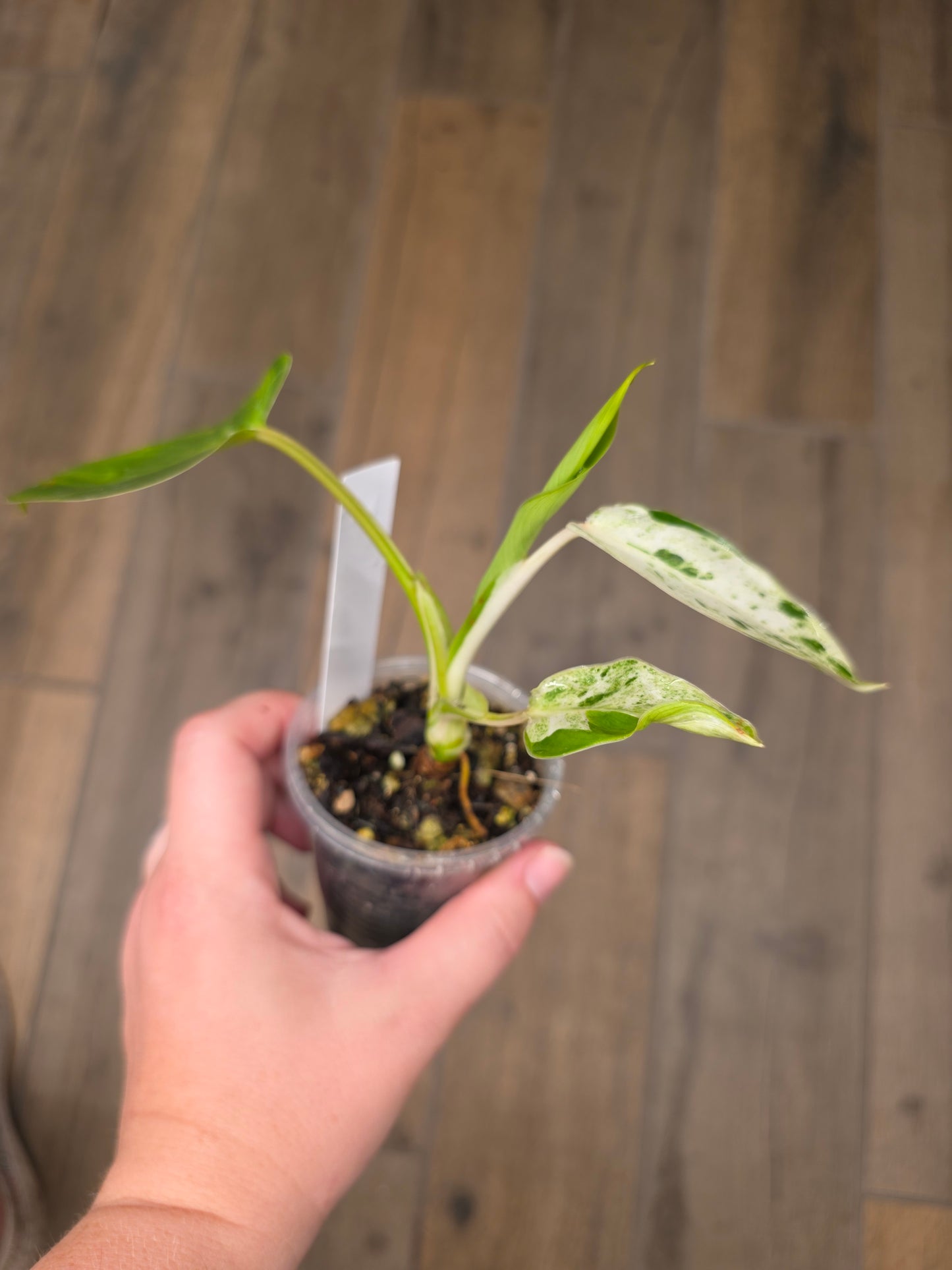 Philodendron Emerald Ice