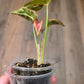 Syngonium Mosaic
