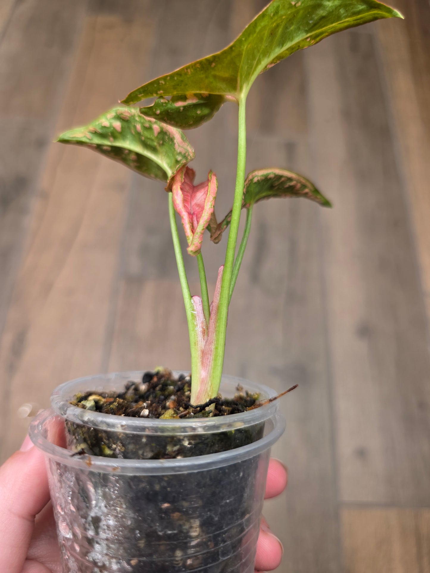 Syngonium Mosaic